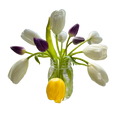 Clear glass jar with white and purple tulips on a black background