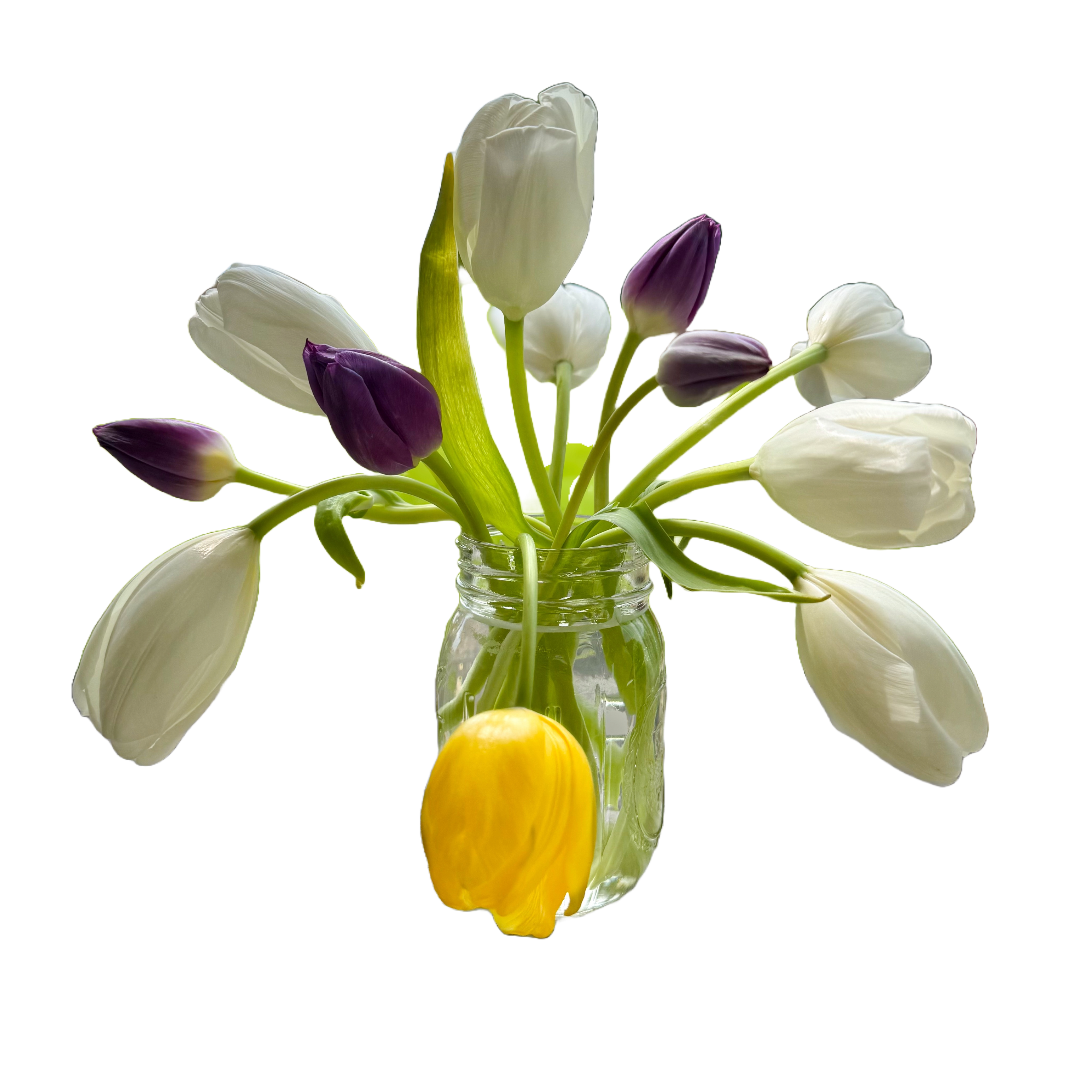 Clear glass jar with white and purple tulips on a black background