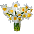 Bouquet of white and yellow daffodils in a clear vase on a white background