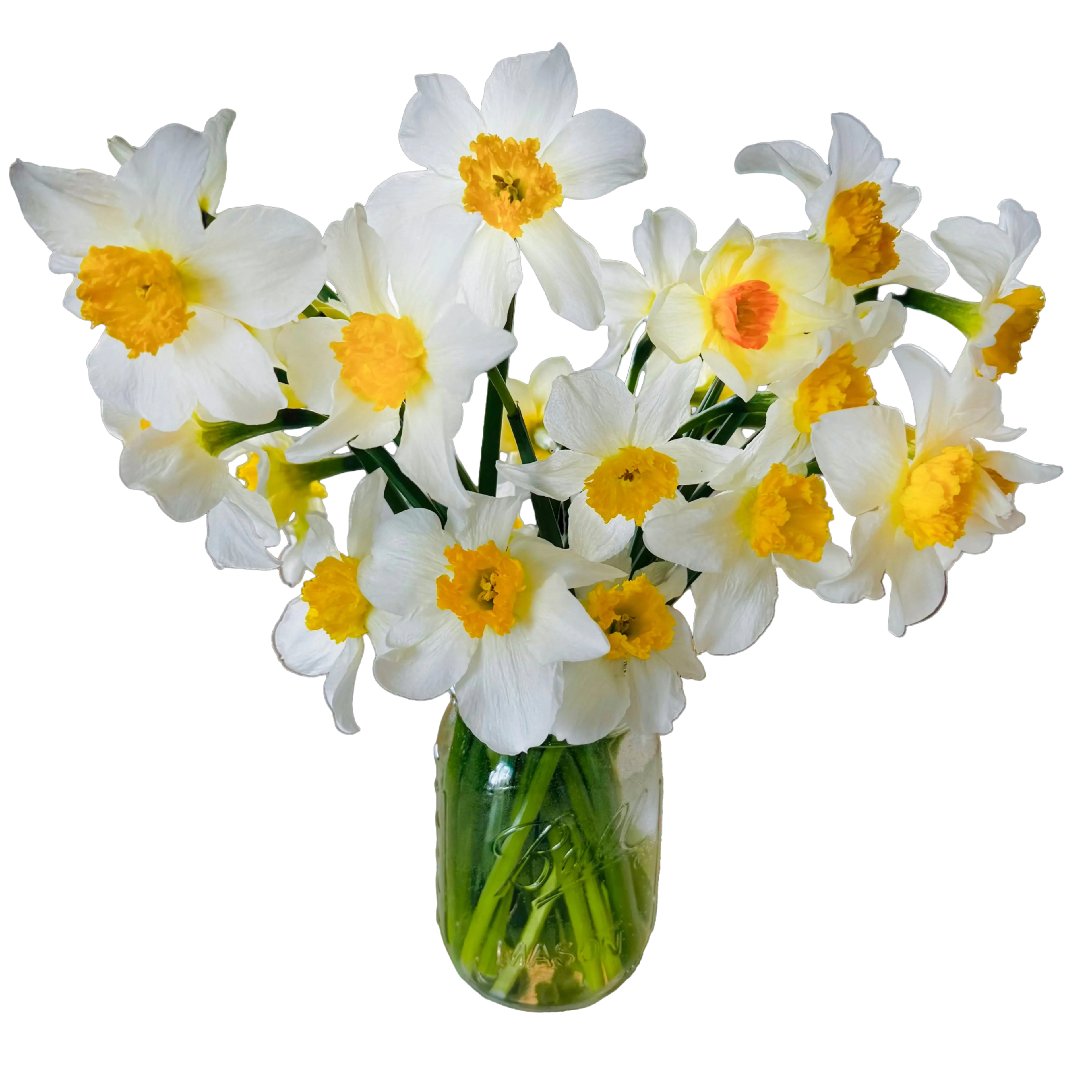 Bouquet of white and yellow daffodils in a clear vase on a white background