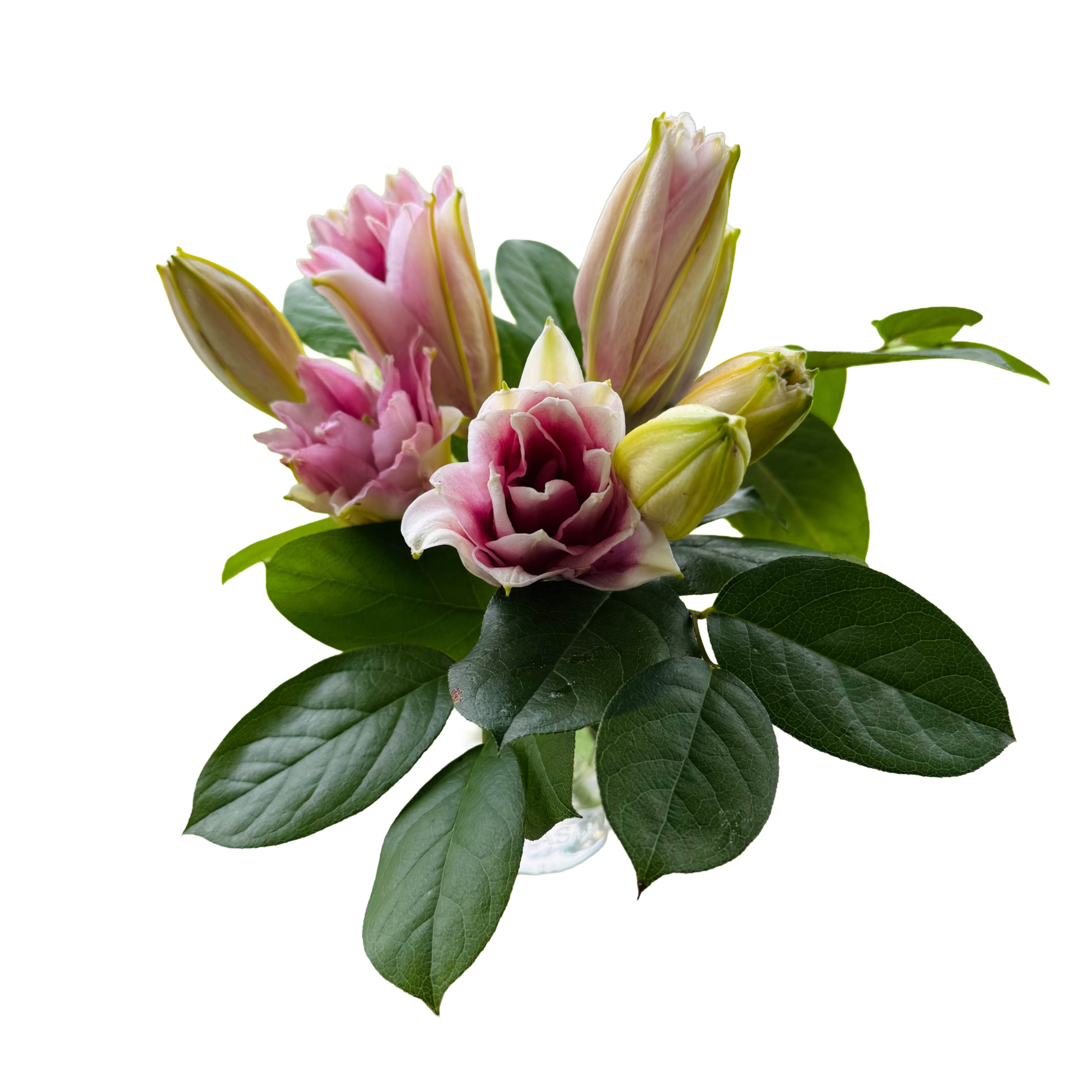 Soft Pink Lily Jar