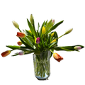 Rainbow Tulips