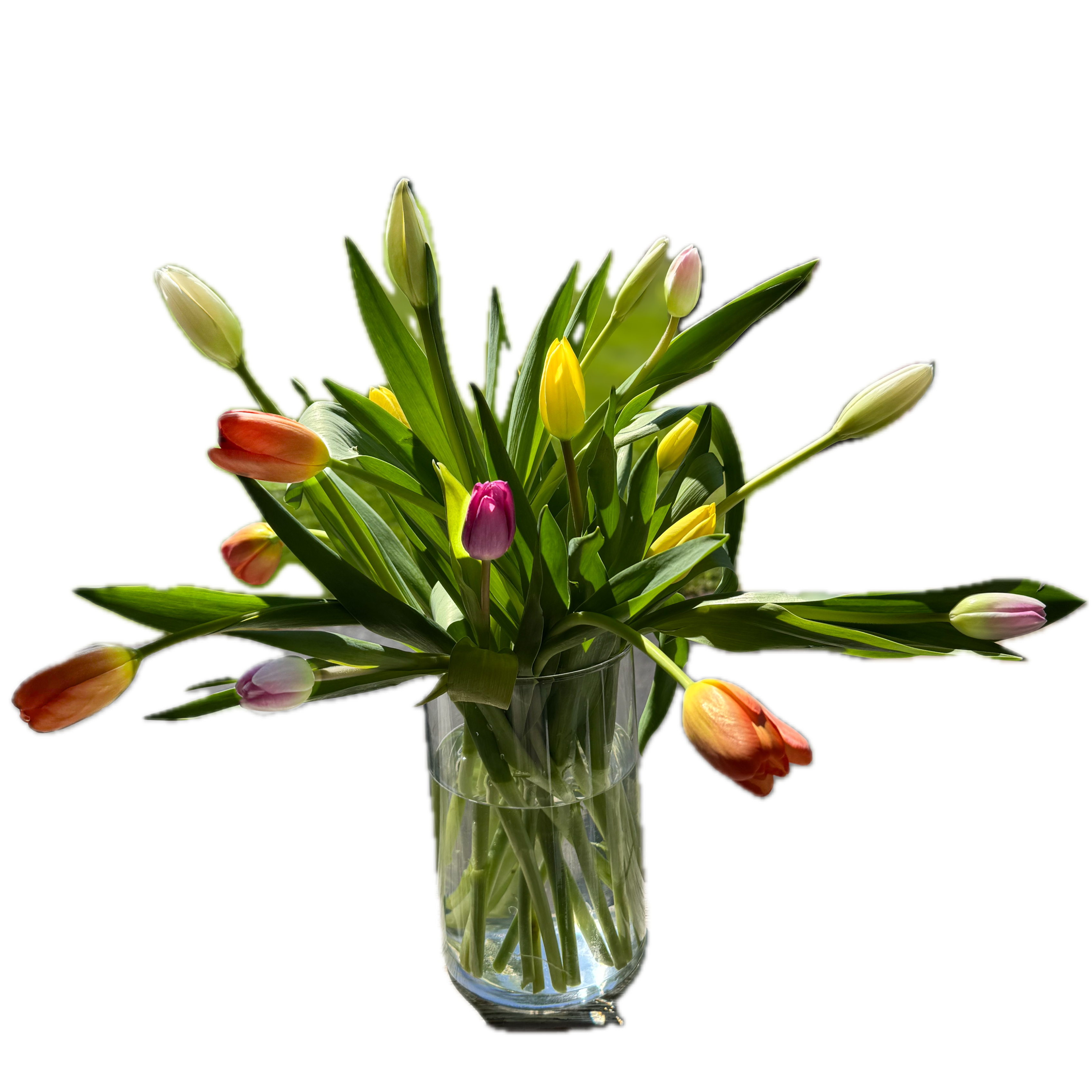 Rainbow Tulips